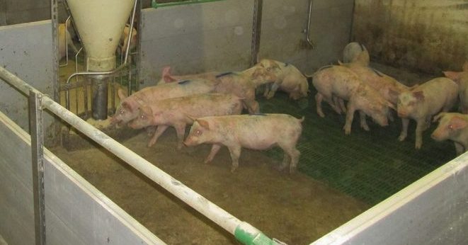Опасност од појаве заразне Aфричке куге свиња у Србији