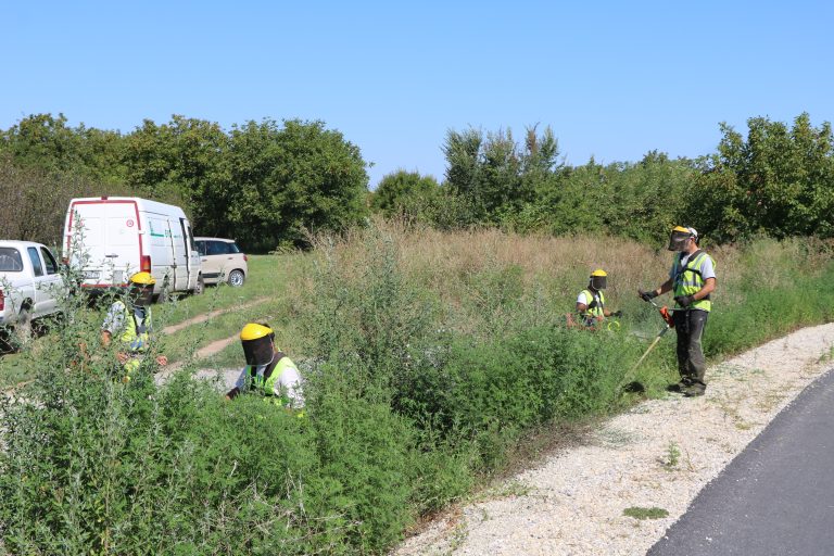УНИШТАВАЊЕ АМБРОЗИЈЕ У ПОЖАРЕВЦУ И КОСТОЛЦУ