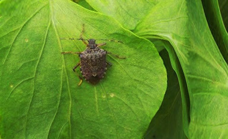 Браон мрамораста стеница