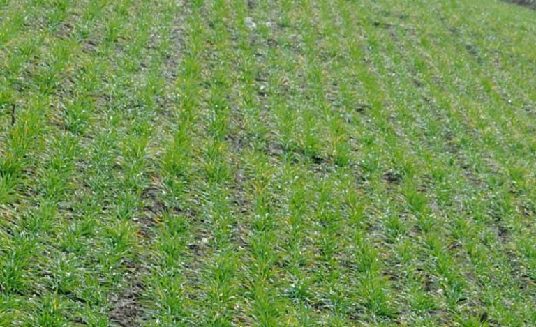 Заштита озимих стрних жита