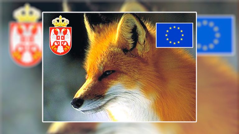 У току је орална вакцинација лисица и дивљих месоједа