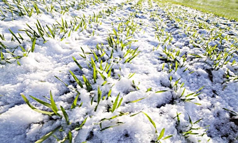 Добро стање озимих усева на територији Голупца