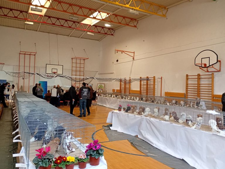 У Пољопривредној школи: Специјалка голубова перикера