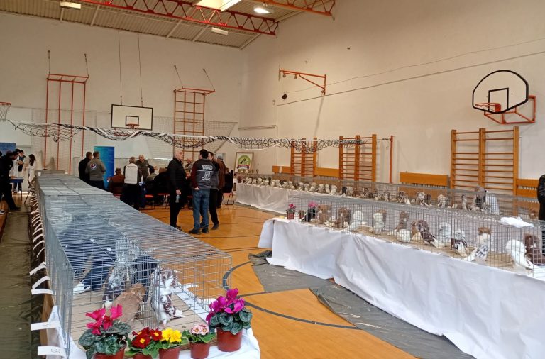 У Пољопривредној школи: Специјалка голубова перикера