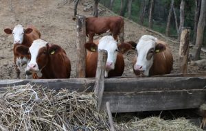 Најављен протест пожаревачких пољопривредника. Подршка млекарима