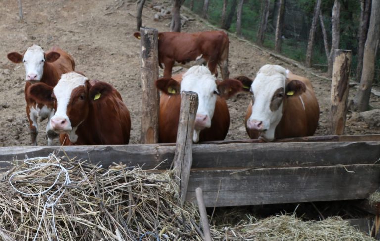 Најављен протест пожаревачких пољопривредника. Подршка млекарима