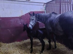 Ергела „Љубичево“ богатија за још једно ждребе