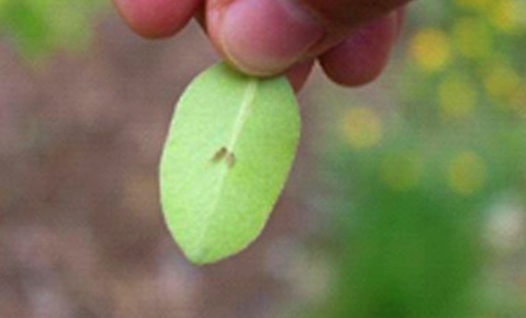 Обична крушкина бува