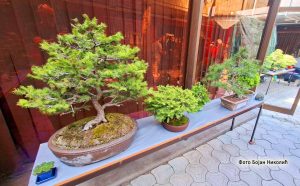 Бонсаи: Очување природе уз знање, искуство и стрпљење