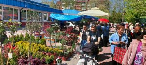 У Костолцу: Победници Фестивала цвећа из Великог Шиљеговца, Крушевца и Липа