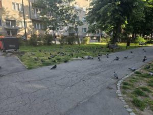 Пожаревачко Комунално апелује – Не хранити голубове у градском парку
